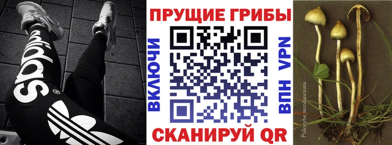 Галлюциногенные грибы GOLDEN TEACHER  darknet наркотические препараты  Киржач 